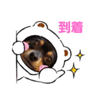 Kojiromaru＆Jubee 4（個別スタンプ：9）