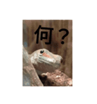 ほんとんどヤモリスタンプ（個別スタンプ：2）