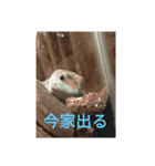ほんとんどヤモリスタンプ（個別スタンプ：6）