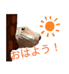 ほんとんどヤモリスタンプ（個別スタンプ：10）