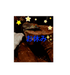 ほんとんどヤモリスタンプ（個別スタンプ：11）
