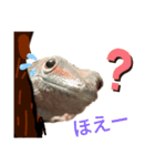 ほんとんどヤモリスタンプ（個別スタンプ：12）