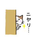 みけ猫ちゃん【毎日使いやすい❤️】（個別スタンプ：19）