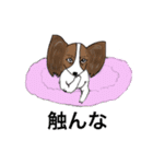 猛犬モモちゃんvol.2（個別スタンプ：9）
