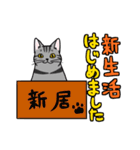 表現豊かな猫達inSpring（個別スタンプ：17）