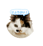 美里音スタンプ（個別スタンプ：5）