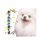 土佐弁♡ポメラニアン♡（個別スタンプ：3）
