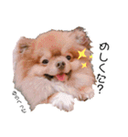 土佐弁♡ポメラニアン♡（個別スタンプ：5）