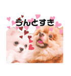 土佐弁♡ポメラニアン♡（個別スタンプ：35）