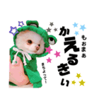 土佐弁♡ポメラニアン♡（個別スタンプ：36）