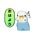 だいすきセキセイインコ（個別スタンプ：1）