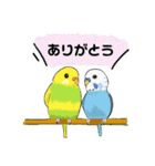 だいすきセキセイインコ（個別スタンプ：5）