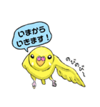 だいすきセキセイインコ（個別スタンプ：11）