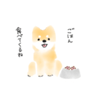 ふわっと柴犬（個別スタンプ：24）