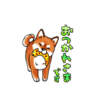 柴犬ちょびすけ2（個別スタンプ：1）