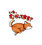 柴犬ちょびすけ2（個別スタンプ：2）