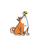 柴犬ちょびすけ2（個別スタンプ：8）