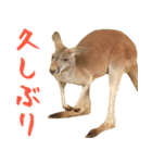 ほほえみフレンズ カンガルーの日常（個別スタンプ：5）