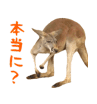 ほほえみフレンズ カンガルーの日常（個別スタンプ：15）