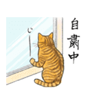 ちょっとリアルな富士額の猫（個別スタンプ：4）