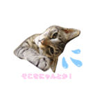 キジトラロイくん（個別スタンプ：1）