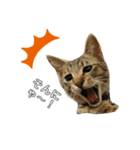 キジトラロイくん（個別スタンプ：3）
