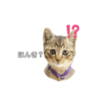 キジトラロイくん（個別スタンプ：5）