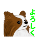 Zさんのパピヨン犬（個別スタンプ：1）