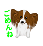 Zさんのパピヨン犬（個別スタンプ：3）