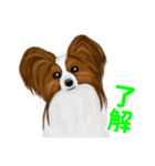 Zさんのパピヨン犬（個別スタンプ：4）