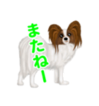 Zさんのパピヨン犬（個別スタンプ：6）