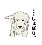 【大型犬】ゴールデンレトリーバー（個別スタンプ：17）