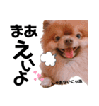 土佐弁♡日常編♡ポメラニアン♡（個別スタンプ：1）