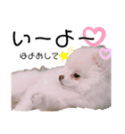 土佐弁♡日常編♡ポメラニアン♡（個別スタンプ：3）