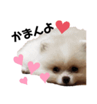 土佐弁♡日常編♡ポメラニアン♡（個別スタンプ：4）