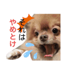 土佐弁♡日常編♡ポメラニアン♡（個別スタンプ：13）