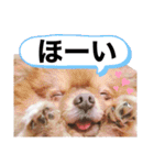 土佐弁♡日常編♡ポメラニアン♡（個別スタンプ：14）
