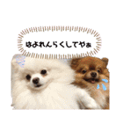 土佐弁♡日常編♡ポメラニアン♡（個別スタンプ：20）