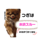 土佐弁♡日常編♡ポメラニアン♡（個別スタンプ：29）