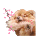 土佐弁♡日常編♡ポメラニアン♡（個別スタンプ：36）