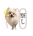 土佐弁♡日常編♡ポメラニアン♡（個別スタンプ：37）
