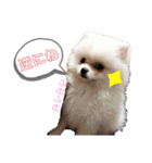 土佐弁♡日常編♡ポメラニアン♡（個別スタンプ：39）