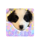 元気いっぱいボーダーコリーのmaxくん（個別スタンプ：1）