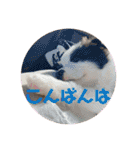 元気いっぱいボーダーコリーのmaxくん（個別スタンプ：4）