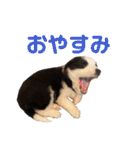 元気いっぱいボーダーコリーのmaxくん（個別スタンプ：5）