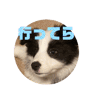 元気いっぱいボーダーコリーのmaxくん（個別スタンプ：6）