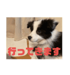 元気いっぱいボーダーコリーのmaxくん（個別スタンプ：7）