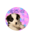 元気いっぱいボーダーコリーのmaxくん（個別スタンプ：9）