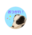 元気いっぱいボーダーコリーのmaxくん（個別スタンプ：11）