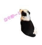 元気いっぱいボーダーコリーのmaxくん（個別スタンプ：12）